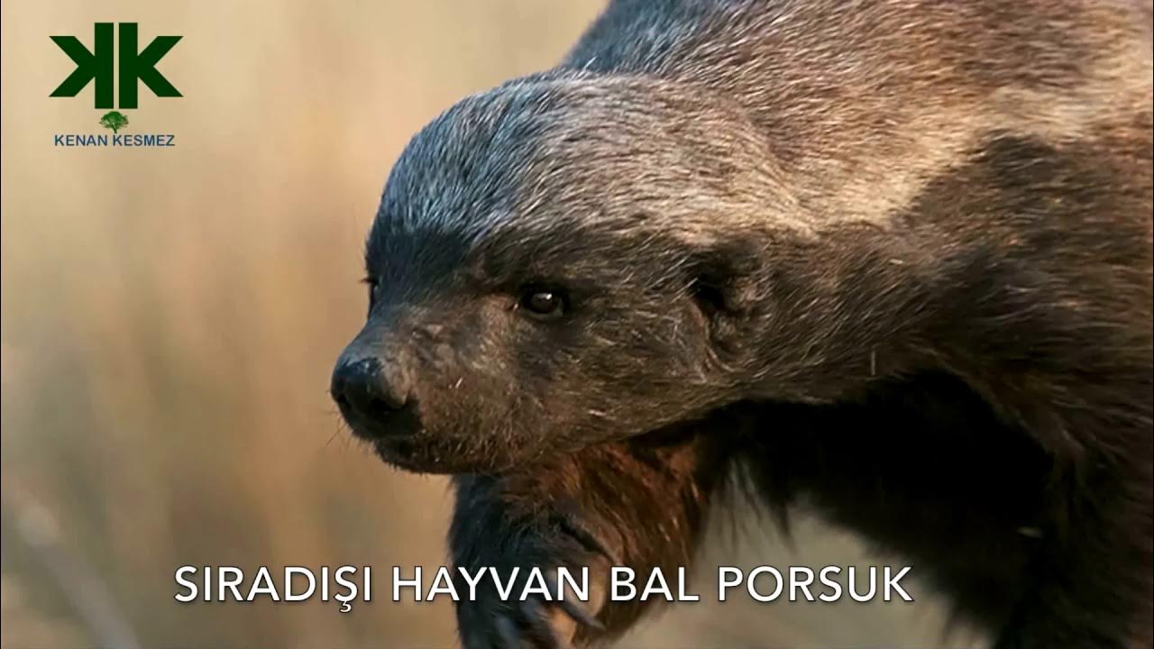 Ular videolarda mushuklarni korsatishadi Ular videolarda mushuklarni korsatishadi