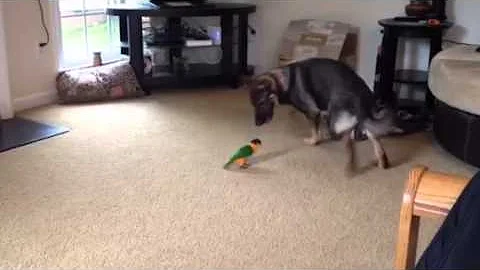 Caique Parrot chases german shepherd
