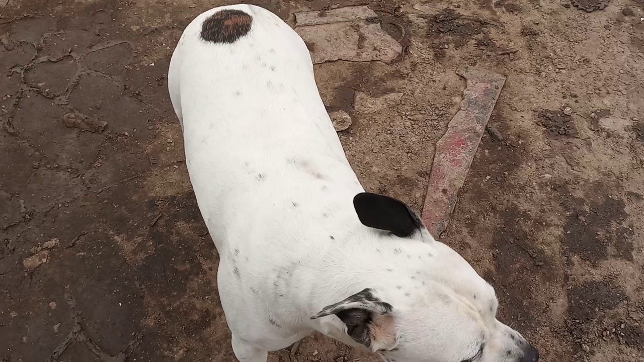 Ocho the Junkyard Dog YouTube