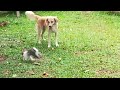 My pets bunny rabbit and teddy dog play