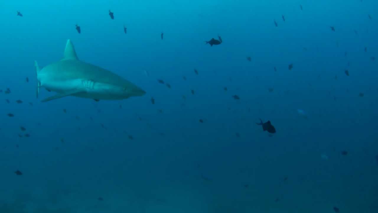 オグロメジロザメ Gray Reef Shark Youtube