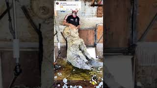 Shearing Scum Sheep and BIG Sheep 🐑 (Full Uncut Full HD link in comments & description)