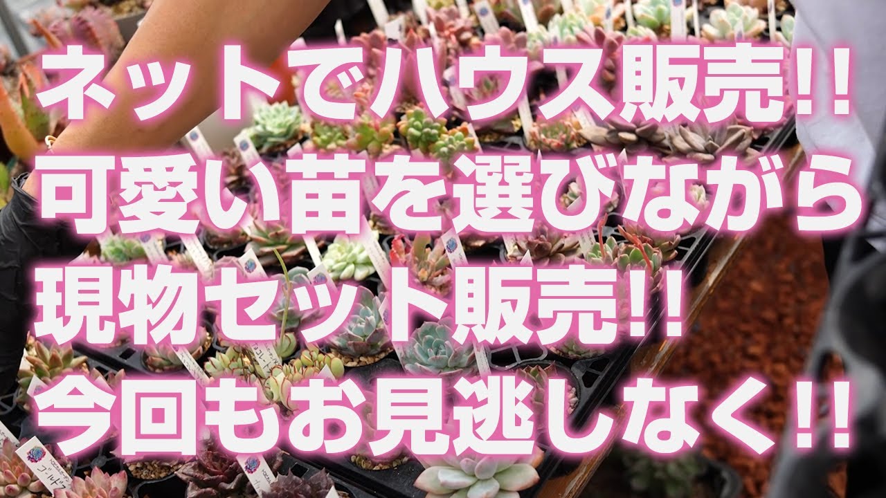 多肉植物】ネットでハウス販売!!可愛い苗を選びながら現物セット販売