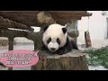 二寶成長日記 (Day162) Giant Panda Second Cub's Journal