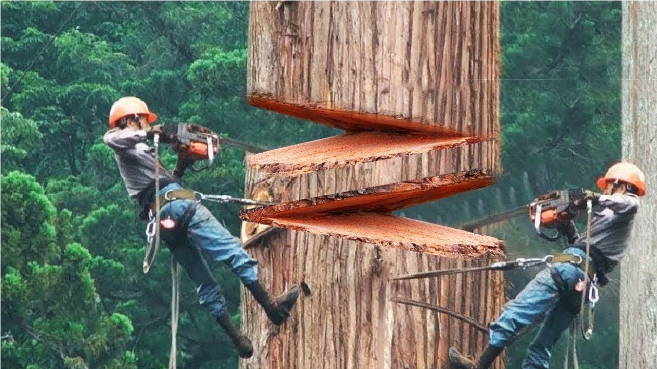 Download Dangerous Fastest Chainsaw Cutting Tree Machine Skills, Logging Wood Truck & Wood Sawmill Machines