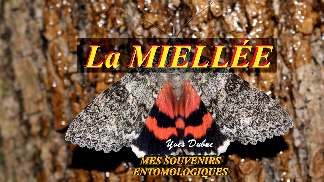 La miellée