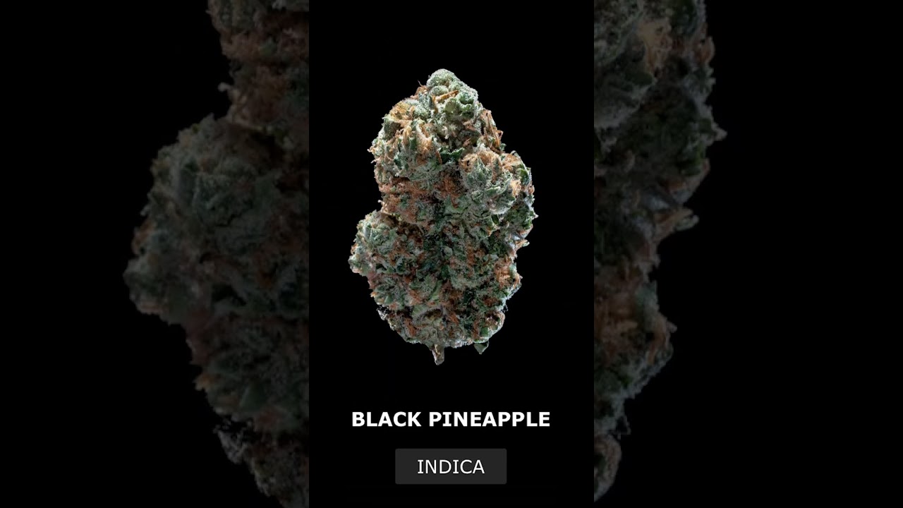 CHECK THESE OUT! Lil Wayne has some FIRE 🔥 strains! 