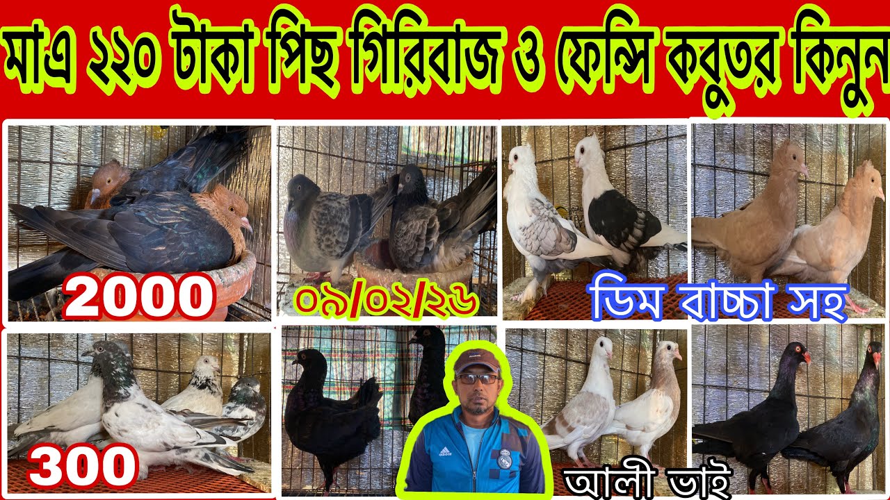 মাএ ২২০ টাকা পিছ গিরিবাজ ও ফেন্সি কবুতর কিনুন।আলী ভাই