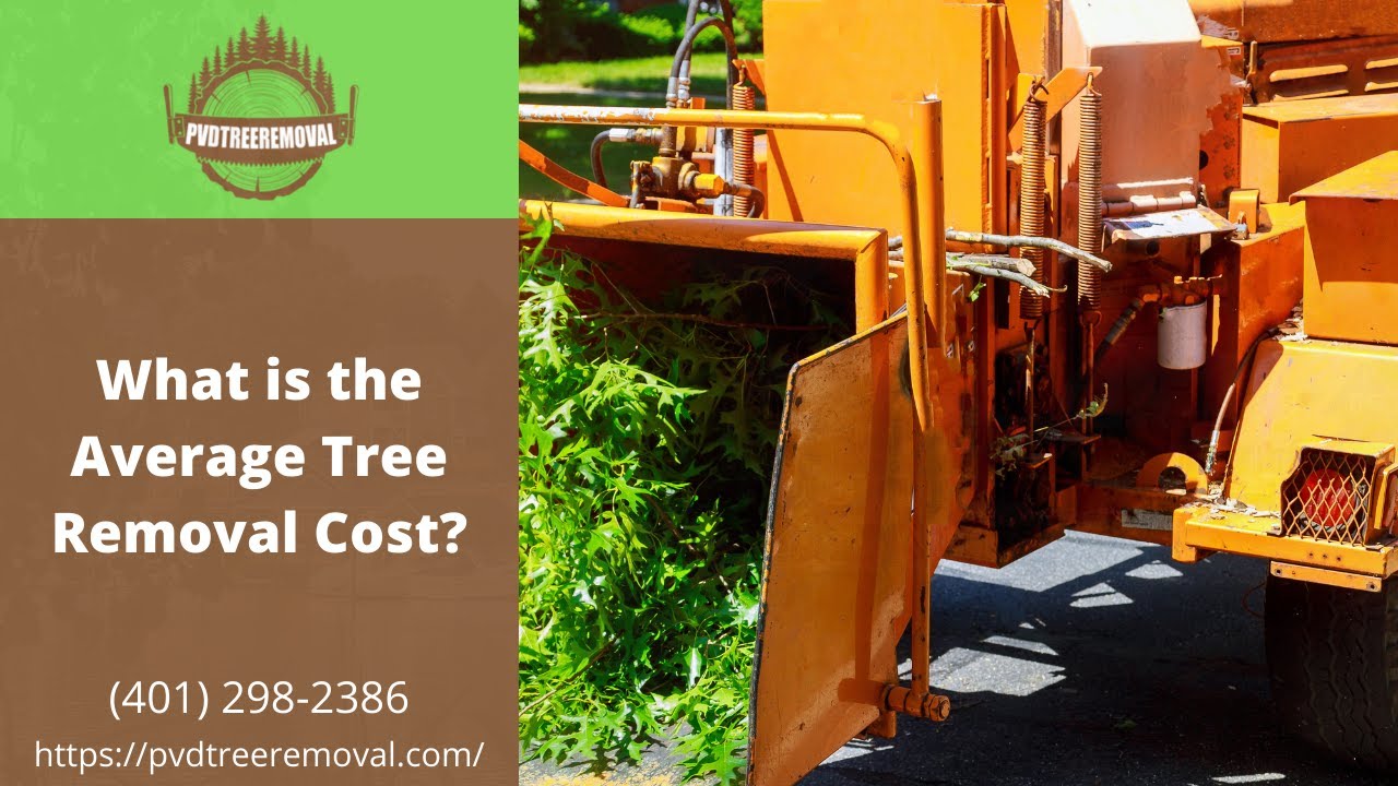 What Is The Average Tree Removal Cost Pvdtreeremoval Com YouTube What is the average tree removal cost pvdtreeremoval com youtube
