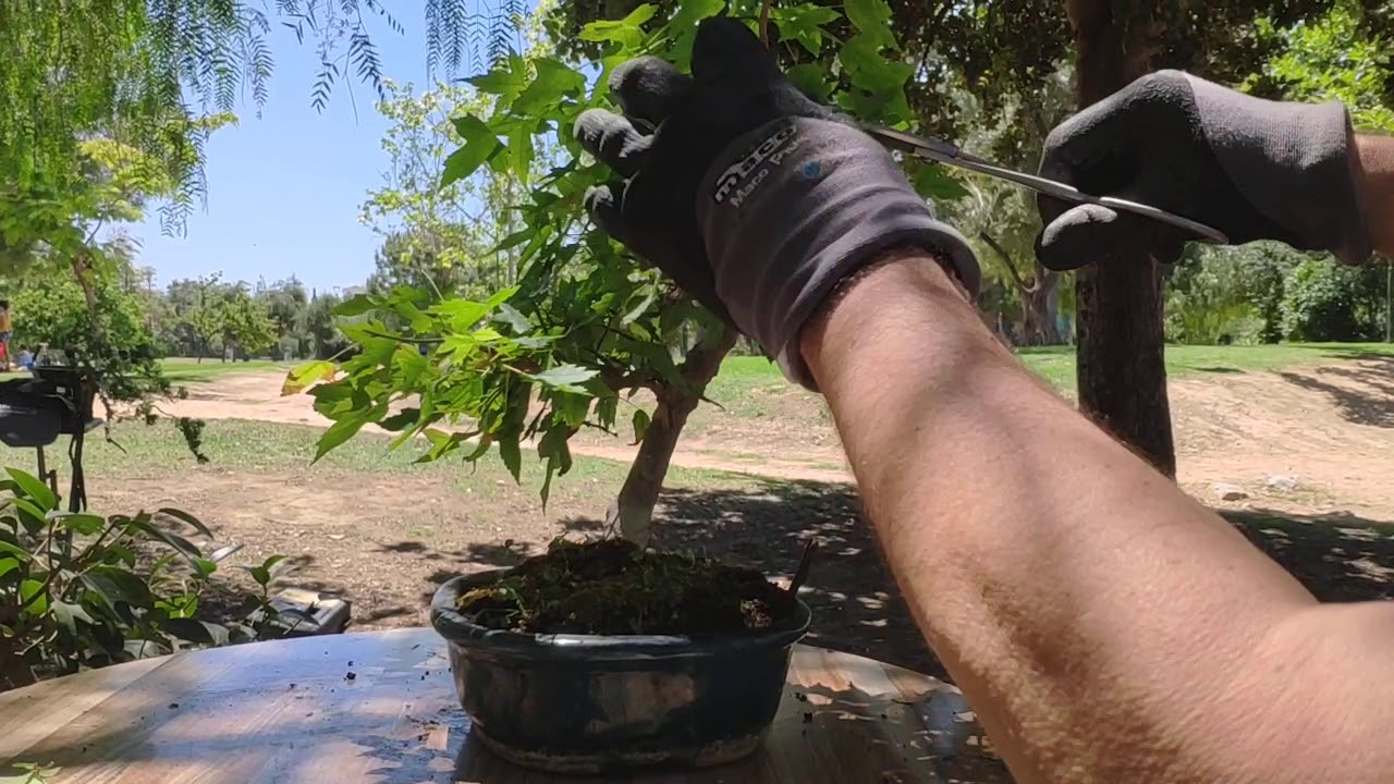 Καινούργια προοπτική σε Bonsai Acer Trident 