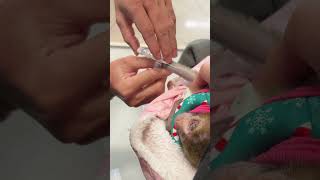 The Doctor Treated Kibi