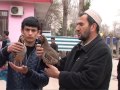 کبک دری قاصد بهار در تاجیکستان