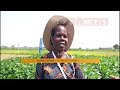 Times Report on legumes for climate change adaptation – 27 August 2026