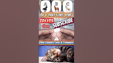 This is impossible to Guess. #shorts #cat #funny