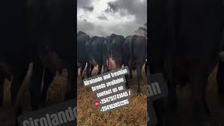 #girolando #dairyfarm #dairycows #cows #tanzania #kilimanjarosafari #daresalam #tanzaniacomedy #fypシ