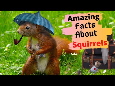 Video: Mga kawili-wiling katotohanan tungkol sa mga squirrel at flying squirrel