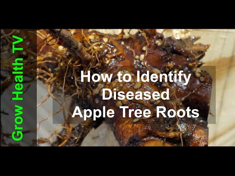 فيديو: Apple Tree Crown Gall: كيفية التعرف على Crown Gall على شجرة Apple