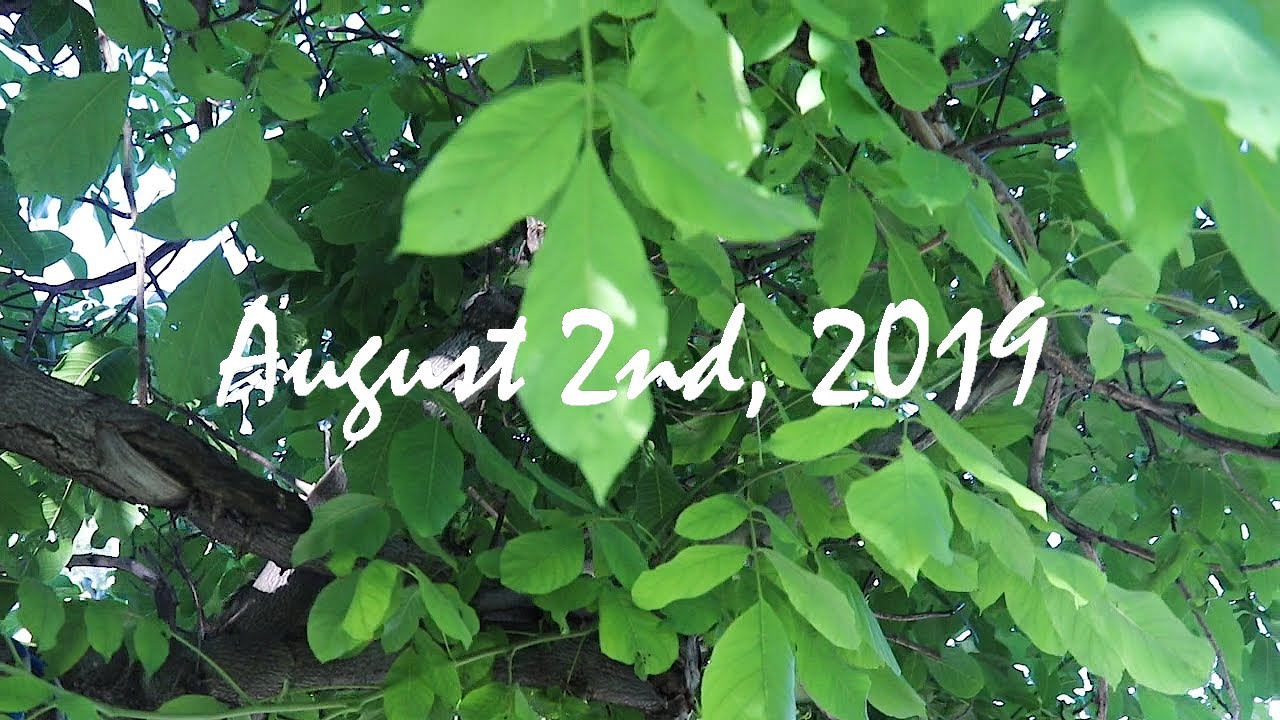 Venessa and Colby Wedding Video