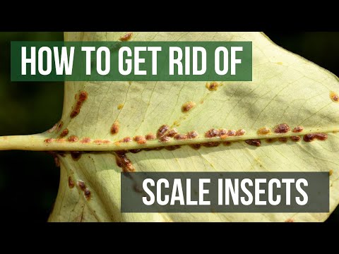 Video: How To Defeat The Scale Insect On Indoor Plants