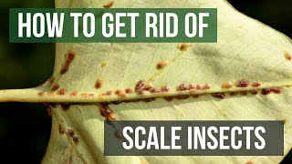 How to Identify and Control Scale Insects