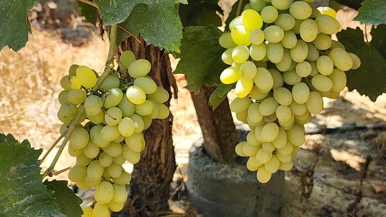 العنب البناتي 2024🍇 موسم ممتاز رغم الحرارة العالية& بعض النصائح Thompson seedless Grape 🍇