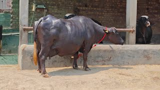 #Khalifa Live Milking Last Lactation Empty Time 👌