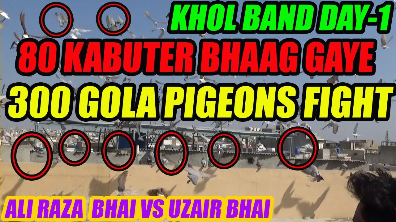 DAY-1 Khol Band 80 Kabooter Bhaag Gaye 300+300 Gola Pigeons Fight Ali Raza Bhai VS Uzair Bhai