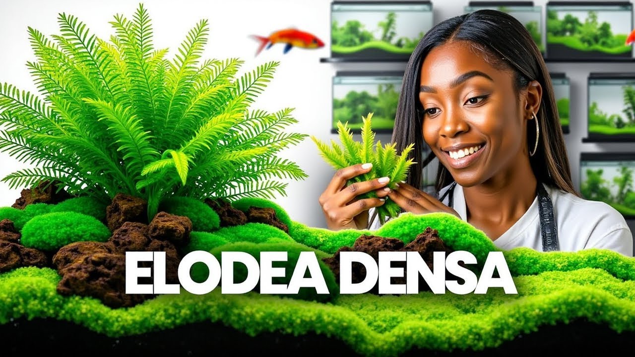 Transform Your Tank: ELODEA DENSA - EASY AQUARIUM PLANT for Instant Beauty!