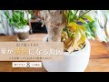 【観葉植物の葉が黄色くなる原因】これを知っていればその時焦らない！