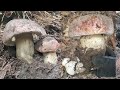 (Ep.3)5.20.2021 เก็บเห็ดผึ้งหวานใต้ดินในอเมริกา/Picking King Boletes Mushrooms CA USA