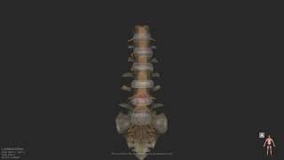 3D MRI Rendering - Lumbar Spine