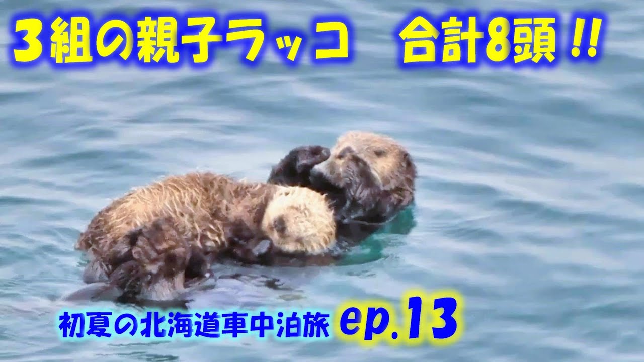 霧多布岬 3組の親子ラッコ ラッコの子供がミルクを飲んでいました
