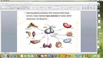 Hypothalamus, Hypofys, Epifys