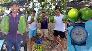 Giant Avocado in Philippines, 1 piraso More than 1kilo? Wow