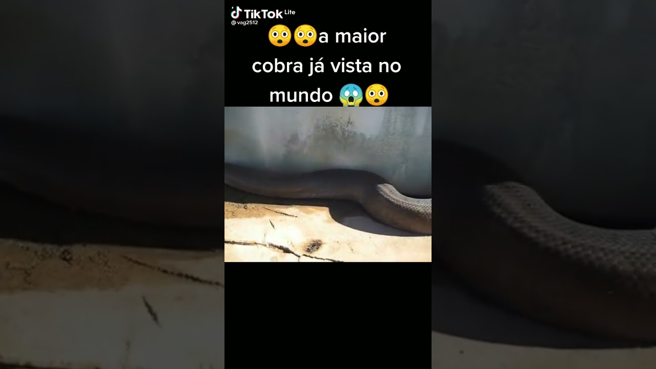 a maior cobra do mundo