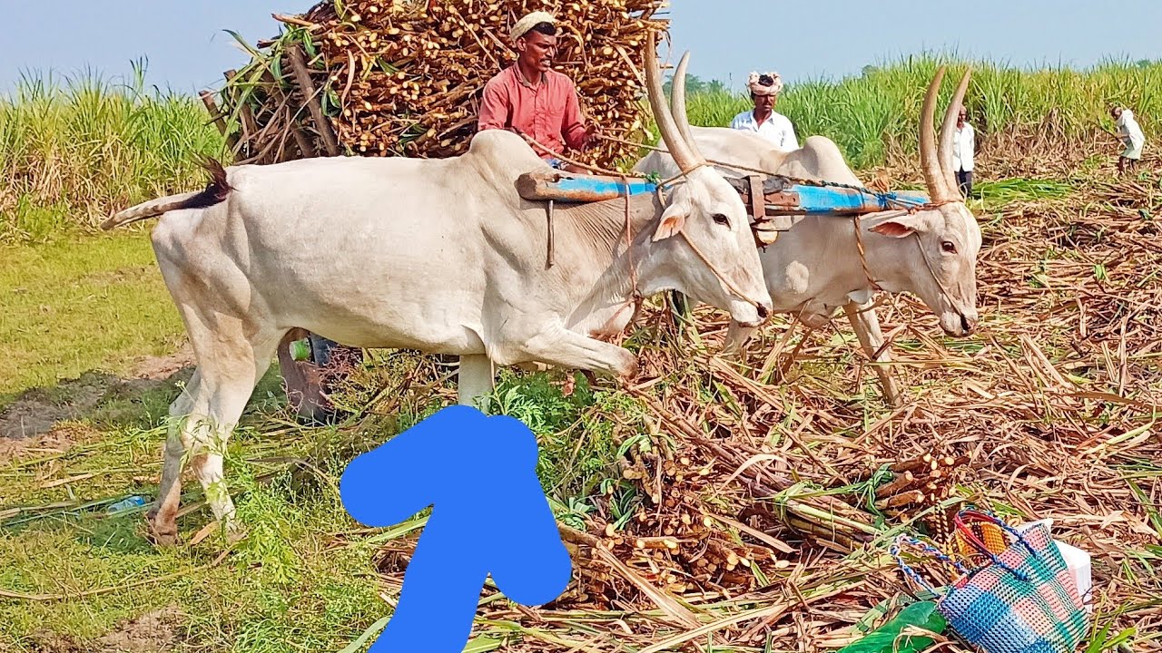 Bullock cart in sugarcane load with             heavy work for agriculture land