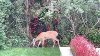 Deer eating in the back yard