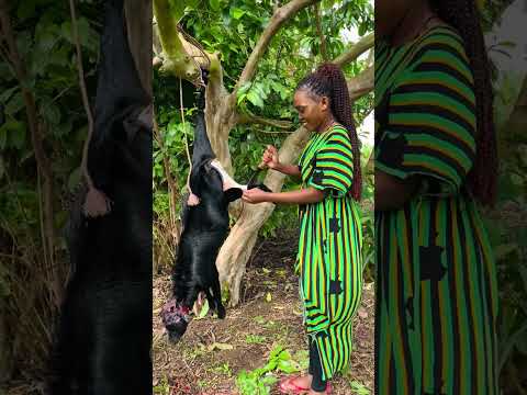 African village life #Slaughtering a goat #A girl skinning a goat #Easter #Ugandan village