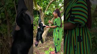 African village life #Slaughtering a goat #A girl skinning a goat #Easter #Ugandan village