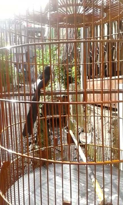 kicau burung murai mantap #kicauburung