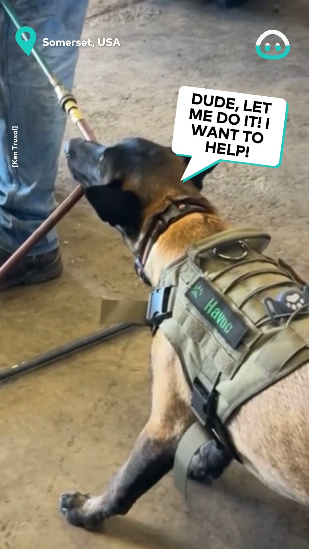 Dog Gets in Trouble At Work || ViralHog