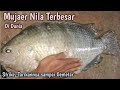 Strike - Ikan Mujair Nila || IKAN LIAR