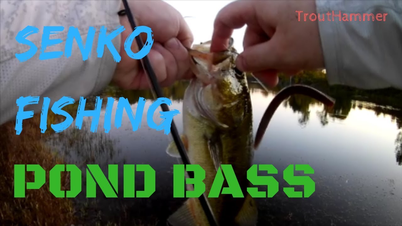 Senko Fishing for Fall Pond Bass 