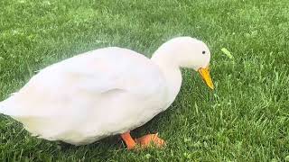 pet ducks enjoying the rainy weather