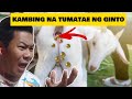 ANG KAMBING NA TUMATAE NG GINTO