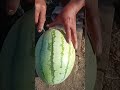 🍉 Fresh Watermelon Cutting Hacks | Simple and Creative Ideas