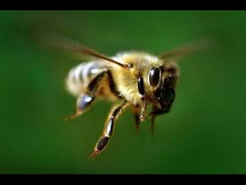 Видео: Что происходит с поздними маленькими роями в природе? ( Эксперимент ) Пчеловодство.