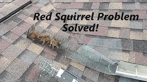 Red Squirrel Problem | Removal & Repair | Real Solutions