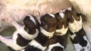 Little Shih Tzu Puppies Ing Cachorritos De Shih Tzu Mamando