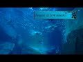 How Penguins Can Drink Seawater?